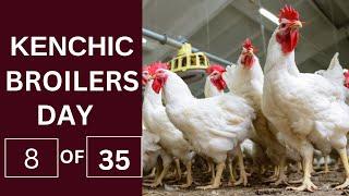 Kenchic Broilers Farming Day 8: Poultry Tips for the Eighth Day