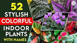 52 colourful indoor plants for stylish home decor | Indoor colourful plants | Ornamental houseplants