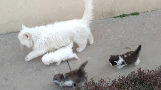 Mother Cat Walking With Her Kittens And Hitting Them To Go Inside | White Cat Protecting Her Kittens