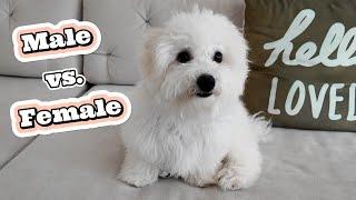 Choosing Your Dream Bichon Frise Puppy: Boy or Girl