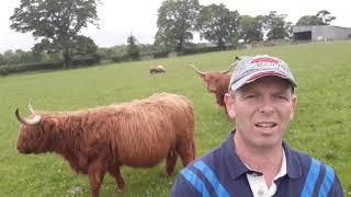 Learn More About Highland Cattle @ Woodhead Farm