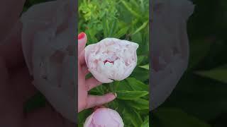 Sarah Bernhardt peony 3rd year! #garden #flowers #bouquet #peony #floral #gardening