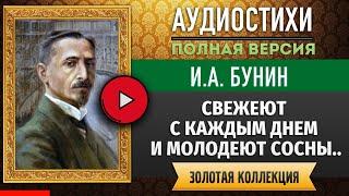 СВЕЖЕЮТ С КАЖДЫМ ДНЕМ И МОЛОДЕЮТ СОСНЫ БУНИН И.А. аудиостих, слушать #стихи классиков, #стих