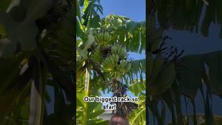 Bananas in Phoenix, AZ! Zone 9B!