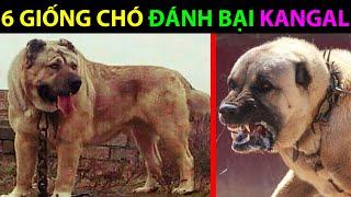 6 Giống Chó Có Thể Đánh Bại Chó Kangal - Động Vật Facts #115