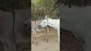 #male #donkey vs #female #donkey #meeting #but #female #donkey #angry @WildlifeinTharDesert