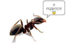 Lasius niger с нуля #3 Первое потомство и первое кормление.