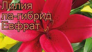 Лилия ла-гибрид Евфрат (lilium)  ла-гибрид лилия Евфрат обзор: как сажать, луковицы лилии Евфрат