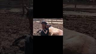 #horse#конноеранчо#лошади#арабскиелошади#лошадь#лошадки#equestrian#моялошадь#любовь #продажалошадей