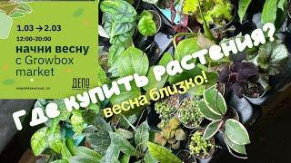 ГДЕ КУПИТЬ РАСТЕНИЯ ? | новые растения | новые кашпо | Growbox market