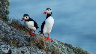 Atlantic puffin, Fratercula arctica