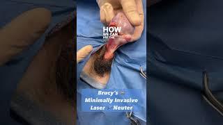 Minimally Invasive Laser Neuter