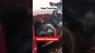 Distemper in Dogs  Last Stage #drrahulpetscare #caninedistemper #pets #dog