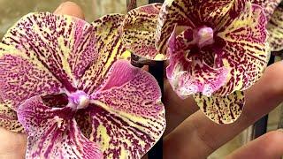 Орхидейный влог  #орхідеї #орхидеибабочки #orchid #peloric #plants #hoyaplant