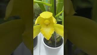 Carmela Orchids Update || Cym. Golden Vanguard Emperor || #mylittlejungle #shorts #orchidmom