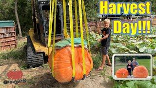 Giant Pumpkin Harvest Time!