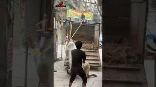 ANOTHER COW FROM DABANG CATTLE FARM RAN AWAY AT TOPSIA | Kolkata Cow 2025 #cow #shorts #viralshorts
