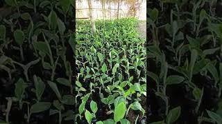 BAGGING LAKATAN MACRO PROPAGATION NURSERY