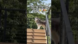 “GOD FORBID A GIRL HAVE HOBBIES!” - Leia, probably.  #siberianderpskies #husky #siberianhusky