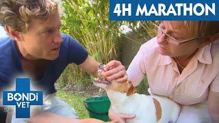 Non-Stop Bondi Vet: 4 Hours of Unbelievable Animal Stories