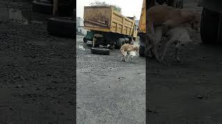 Funny dog mating  | shorts | village dogs funny videos | comedy 46