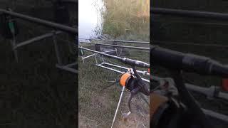 Разгоняется паровоз! Смотреть до конца!!! #shorts #carpfishing #рыбалка