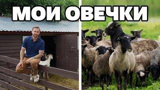 Бэээ | всё о моих овцах | от поля до стола