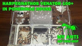 Ant Farm for Harpegnathos venator (ants 100+) (formicarium/nest for ants)