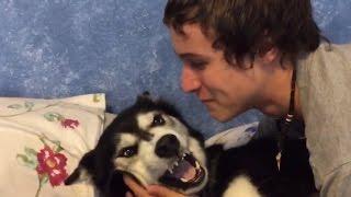 Siberian Husky, Tala, Doesn't want a Kiss