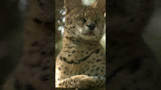 serval lynx cat| cat|relaxing nature| scenic nature| lynx