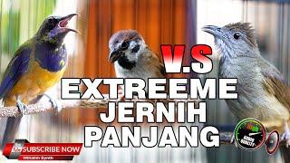 MASTERAN EXTREME CUCAK CUNGKOK VS GEREJA TARUNG TUNGGAL VS KAPAS TEMBAK JERNIH PANJANG JEDA NATURAL