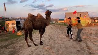 Укрощение Бактриана | Обучение верблюдов в Калмыкии | Camel training in Kalmykia