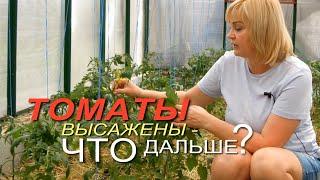 Первый УХОД за ТОМАТАМИ после высадки на постоянное место! Советы от ЗЕЛЕНОГО ОГОРОДА!