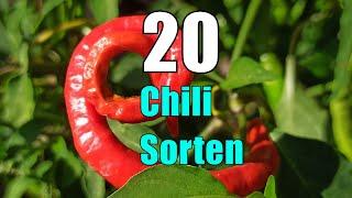 20 Chili Sorten + Aji Charapita, die teuerste Chili der Welt - Chilis 2021 #23 // Gartenschlau.com