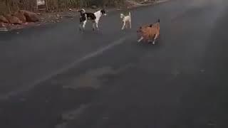 Funny video goat with dogs