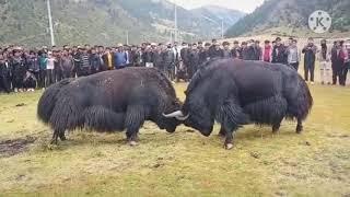 A big black Tibetan yak fight with a white one 