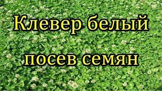 #Клевер белый. Посев семян в открытый грунт.