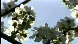 Nature's kingdom -- Spring in South Kazakhstan