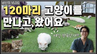 댓글 하나가 보호소 고양이 한 생명을 지킵니다 !｜120마리 고양이 동산 ‘올해도 안냥 프로젝트’ | 고정 댓글 링크 참고 feat. 베링거 인겔하임