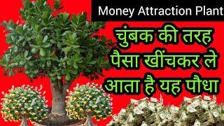 Money Attraction Plant | चुंबक की तरह पैसा खींचकर ले आता है यह पौधा | How To Attract Money Plant