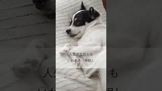 癒しの動画 ー究極の眠れる音楽ー