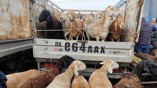 КОЙ БАЗАР ПРИГОРОДНЫЙ МАЛ БАЗАРЫ 4-декабр