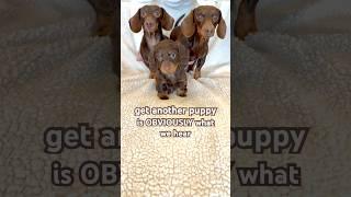 OBVIOUSLY what we hear #minidachshund #puppy #dachshundpuppy #dachshund #cute #cutepuppy #cutedog