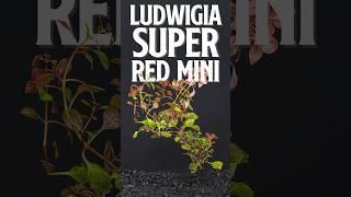 Ludwigia Super Red Mini | Fast growing and colorful stem plant