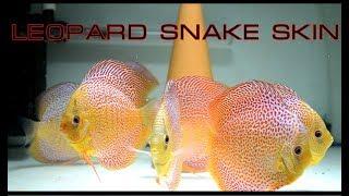 Дискусы Leopard Snake Skin в Украине. Дискус Киев