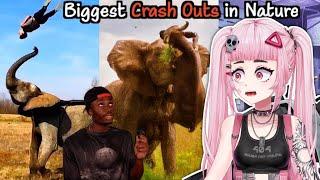 The WILDEST Crash Outs in The Animal Kingdom //Pipi Reacts to Casual Geographic