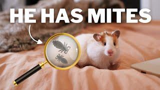 My Hamster Has MITES  | signs, treatment & cleaning tips!