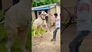 khillar cow jump like horse .#subscribe