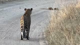 Junggle Safari Africa 2 #safari