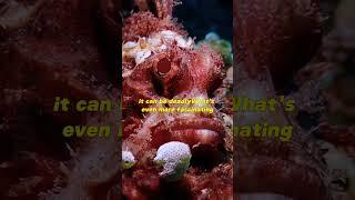 World' s most venomous fish  | stone fish #facts #wildlife #shorts